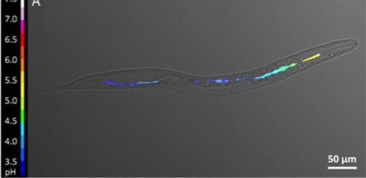 Nanosensor in nematodes